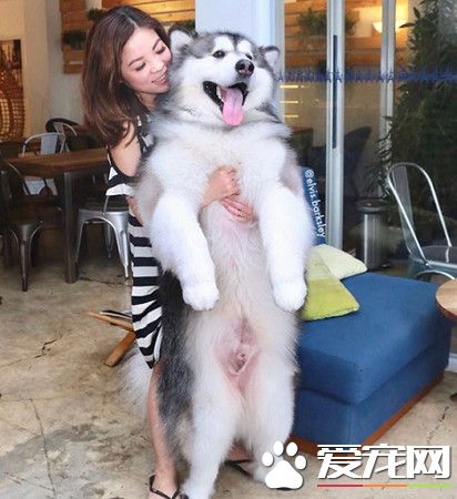 雪橇犬准备进行游泳特训 高举双手投降求饶