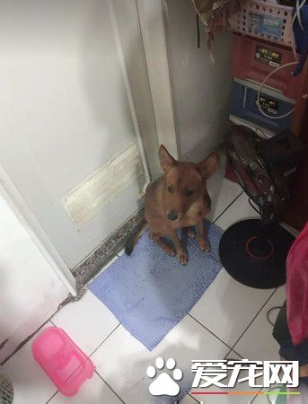 2岁米克斯是爸爸的女儿 完全就是地表上最强小三