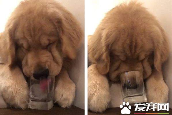 黄金猎犬为享用冰块 不顾形像把鼻塞杯子里