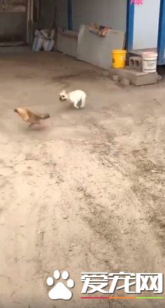 小屁孩法斗看见鸡疯狂追 遇到保镖狼犬立马呆住