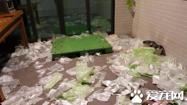 汪将塑胶袋弄满地 正襟危坐露出愧疚表情认错