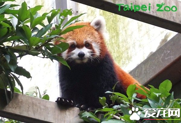 天冷活动力更旺盛 熊猫宝宝在带领下户外体验世界