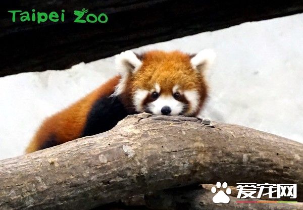 天冷活动力更旺盛 熊猫宝宝在带领下户外体验世界