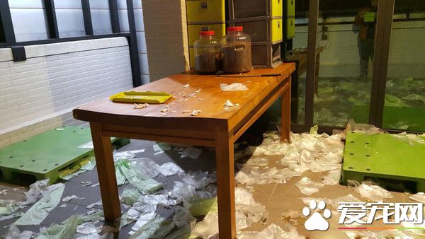 汪将塑胶袋弄满地 正襟危坐露出愧疚表情认错