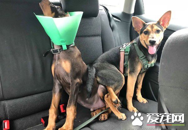 金钟奖得主了这个 汪翻脸比翻书还快