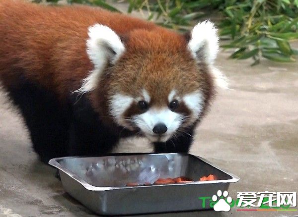 天冷活动力更旺盛 熊猫宝宝在带领下户外体验世界