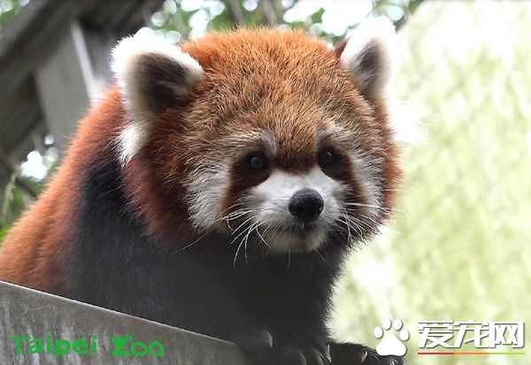 天冷活动力更旺盛 熊猫宝宝在带领下户外体验世界
