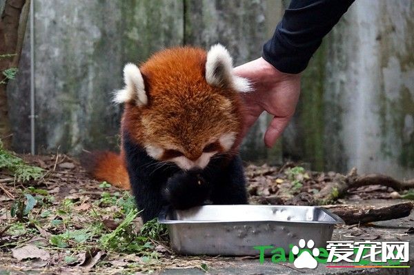 天冷活动力更旺盛 熊猫宝宝在带领下户外体验世界