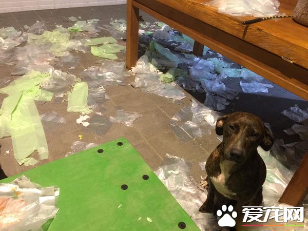 汪将塑胶袋弄满地 正襟危坐露出愧疚表情认错