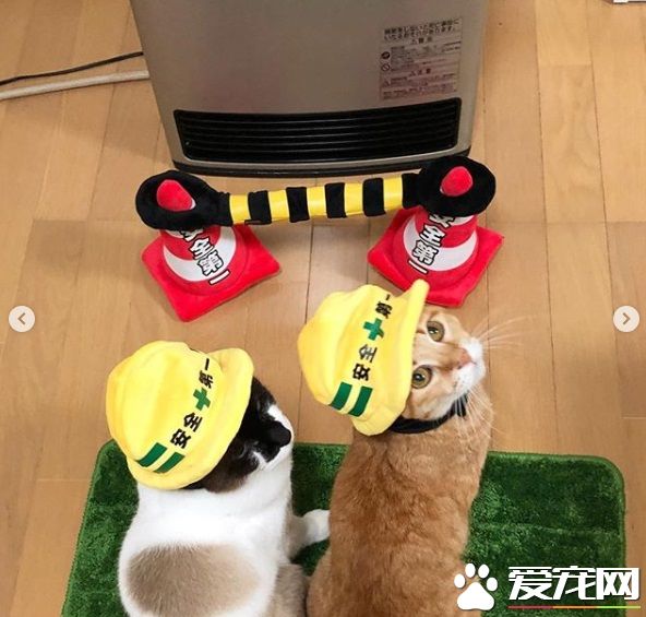 猫奴为防爱猫跟暖炉太近 特用可爱小道具隔开距离