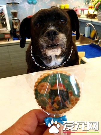 吓死宝宝了! 汪换上可爱浣熊装变身老虎