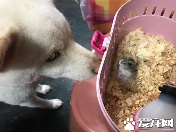 白柴宠物店门口耍赖 要和老鼠们告别才愿意回家