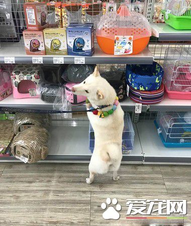 白柴宠物店门口耍赖 要和老鼠们告别才愿意回家