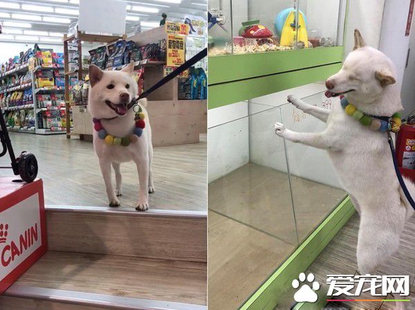 白柴宠物店门口耍赖 要和老鼠们告别才愿意回家