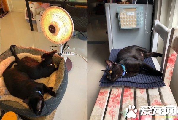 这也太懒了吧! 黑猫躲在棉被裡探头吃饭