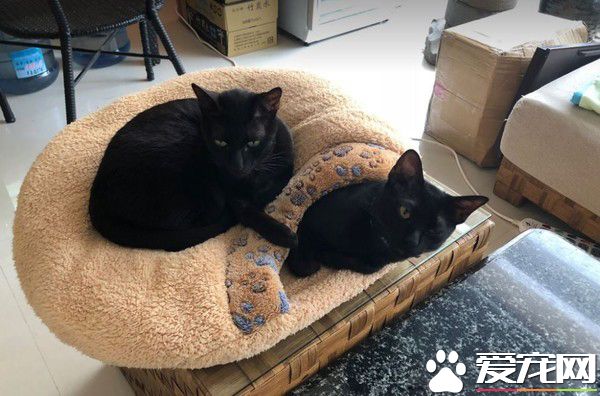 这也太懒了吧! 黑猫躲在棉被裡探头吃饭