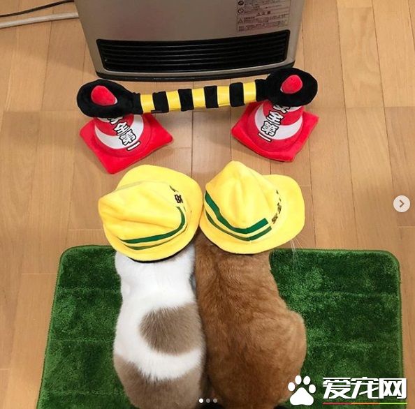 猫奴为防爱猫跟暖炉太近 特用可爱小道具隔开距离