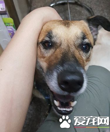 断腿米克斯不仅成钓具店镇店之宝 还会帮忙打工