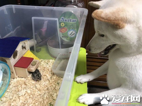 白柴宠物店门口耍赖 要和老鼠们告别才愿意回家