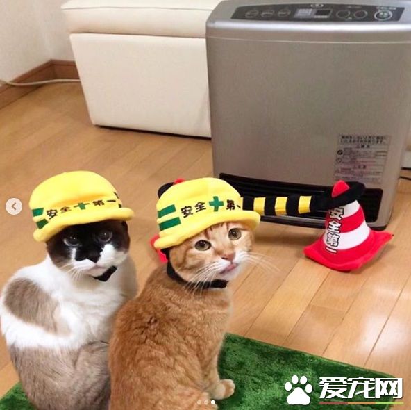 猫奴为防爱猫跟暖炉太近 特用可爱小道具隔开距离