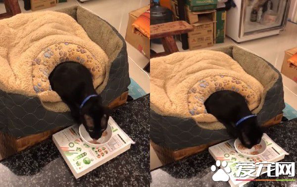 这也太懒了吧! 黑猫躲在棉被裡探头吃饭