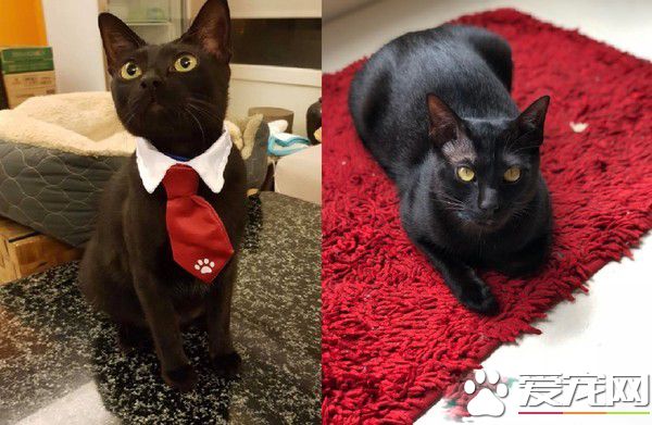 这也太懒了吧! 黑猫躲在棉被裡探头吃饭