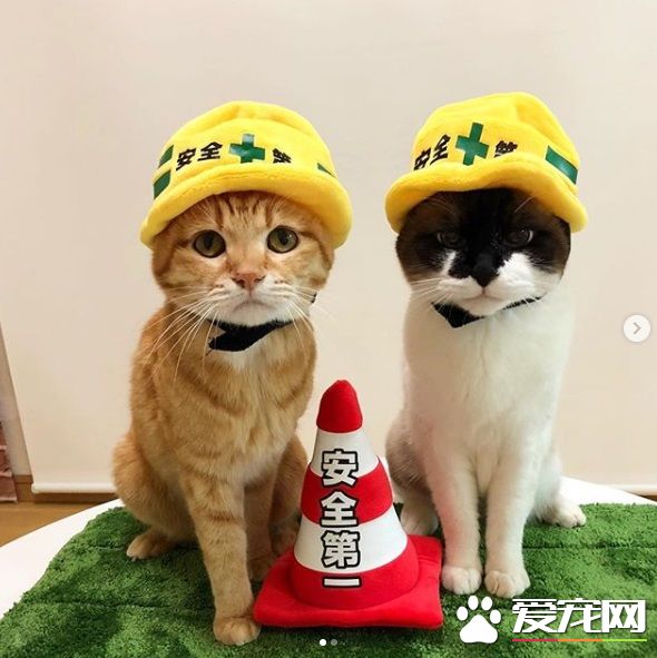 猫奴为防爱猫跟暖炉太近 特用可爱小道具隔开距离