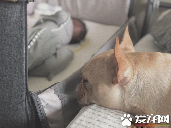 超傲娇法斗被碰就触电 这是什么生物为什么要碰我