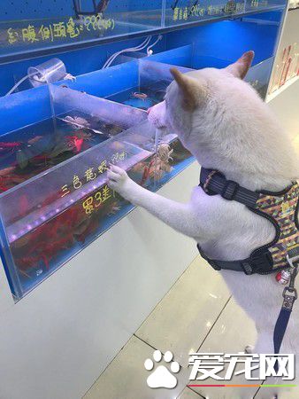 白柴宠物店门口耍赖 要和老鼠们告别才愿意回家