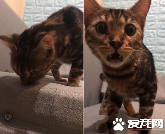 豹猫闻到自己尿味 露呆滞脸仿佛被自己的尿臭到