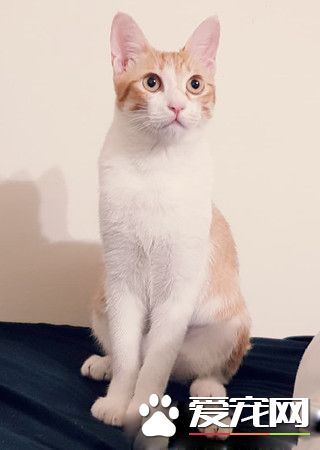 圣诞树遭喵皇侵犯 整棵圣诞树像是大型逗猫棒