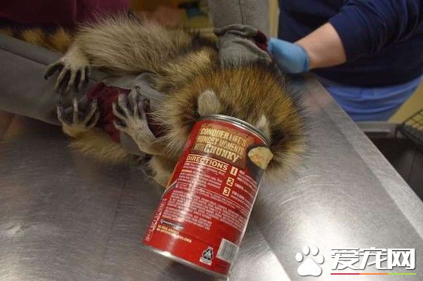 浣熊卡进浓汤罐头里 被兽医救出露超憨萌表情