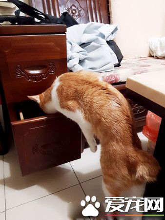 圣诞树遭喵皇侵犯 整棵圣诞树像是大型逗猫棒