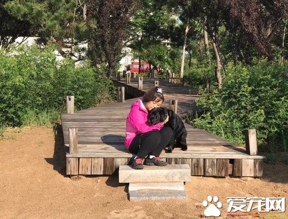 大陆导盲犬珍妮服务8年后退休 陪伴养老的新主人