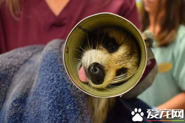浣熊卡进浓汤罐头里 被兽医救出露超憨萌表情