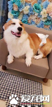 无法用食物诱拐的汪星人 美味当前两汪依然熟睡