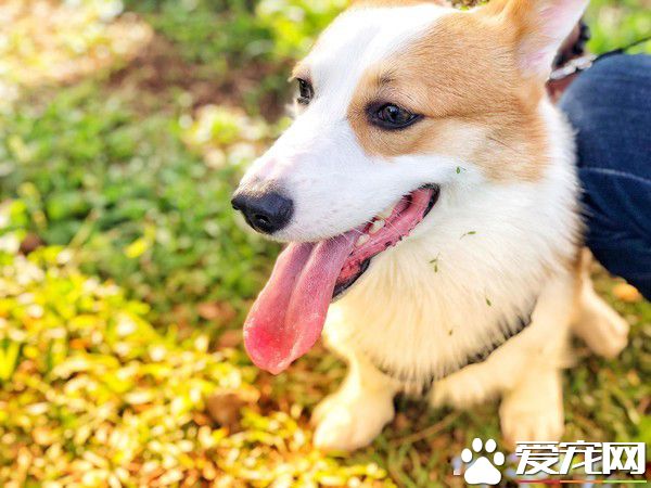 无法用食物诱拐的汪星人 美味当前两汪依然熟睡