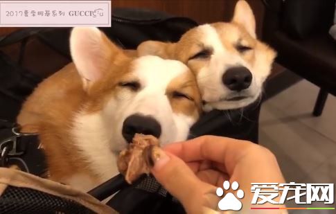 无法用食物诱拐的汪星人 美味当前两汪依然熟睡