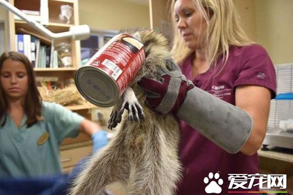 浣熊卡进浓汤罐头里 被兽医救出露超憨萌表情
