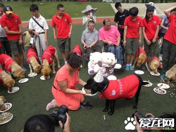 大陆导盲犬珍妮服务8年后退休 陪伴养老的新主人