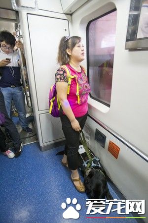 大陆导盲犬珍妮服务8年后退休 陪伴养老的新主人
