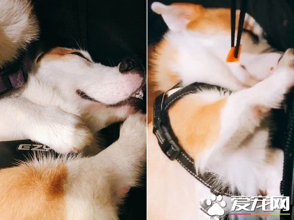 无法用食物诱拐的汪星人 美味当前两汪依然熟睡