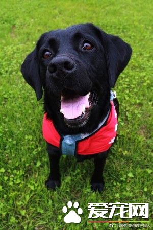 大陆导盲犬珍妮服务8年后退休 陪伴养老的新主人