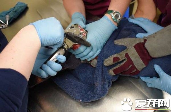 浣熊卡进浓汤罐头里 被兽医救出露超憨萌表情