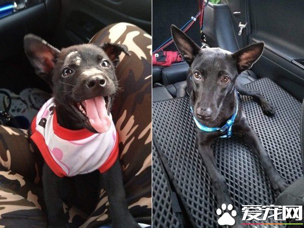 米克斯真的是惊喜包! 小黑狗长大变米奇