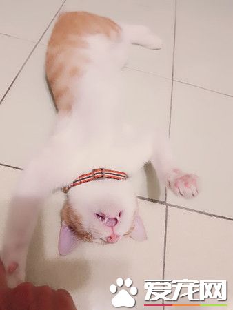 圣诞树遭喵皇侵犯 整棵圣诞树像是大型逗猫棒