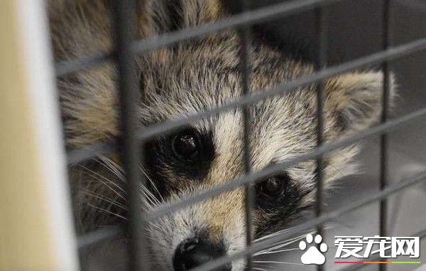 浣熊卡进浓汤罐头里 被兽医救出露超憨萌表情