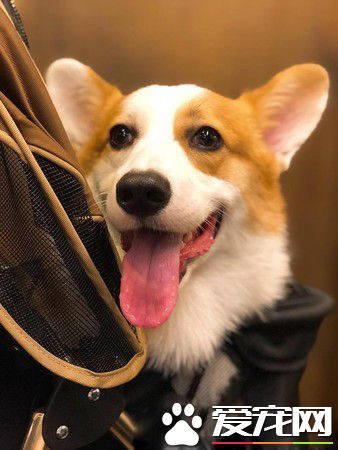 无法用食物诱拐的汪星人 美味当前两汪依然熟睡