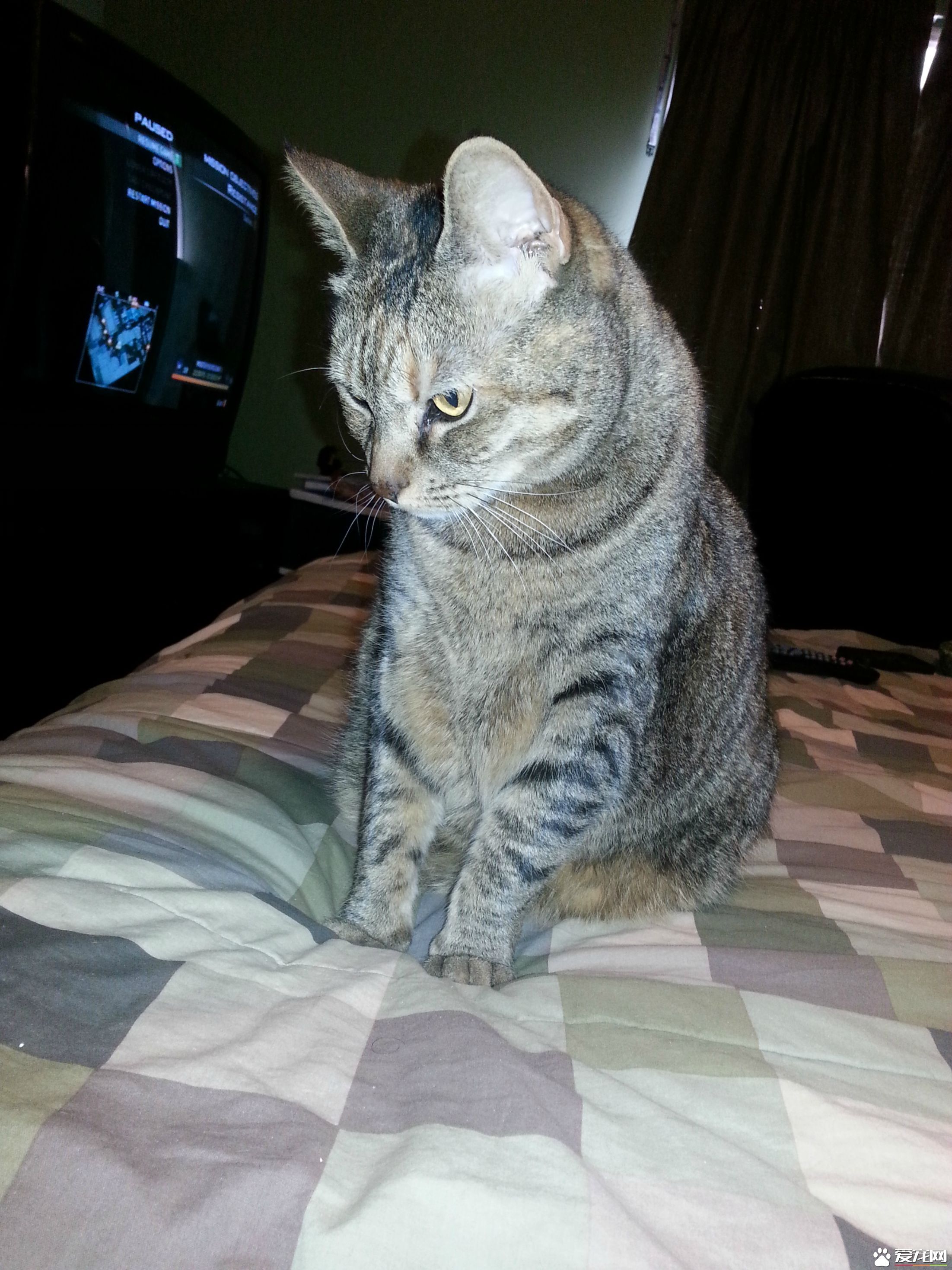 积雪阻挡不了阿喵们想出门的决心 却暴露了体重