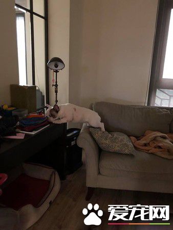 法斗身上有血迹？ 马麻回头看原来是偷吃优格